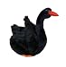 Plush Black Noble Swan 13"