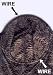 variant image