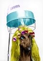 Afghan dog at the hairdressers art print 42x30 cm by Regine Will