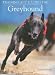 Training and Racing the Greyhound