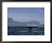 Blue Whale, Flukes, Gulf of California Animals Framed Art Poster Print by Patricio Robles Gil, 22x18
