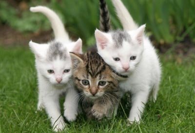 (6) Capsules of CAT Tapeworm De-Wormer, D-Wormer, 