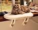 41YPHtM6ypL. SL75  Buy Cat Arthritis Beds