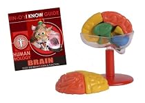 イーノサイエンス BRAIN-脳構造