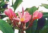 Potted Plumeria Plant - Select Pinks - 15-18 plant