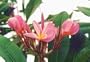 Potted Plumeria Plant - Select Pinks - 15-18" plant
