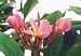Potted Plumeria Plant - Select Pinks - 15-18 plant