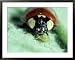 2-Spot Ladybird, Adult Feeding on Aphid Framed Art Poster Print by Harold Taylor, 39x...