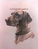 Vizsla - Portrait by Cindy Farmer