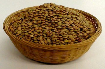 Organic Sprouting Seeds Lentil by The Sprout House