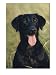 Portrait of a Black Labrador Dog, Black Lab Photographic Poster Print by James Stanfield, 30x40