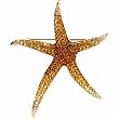 Multi-Gemstone Starfish Brooch Pendant