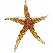 Multi-Gemstone Starfish Brooch Pendant