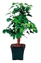 Brussel's Ginkgo Outdoor Bonsai Tree