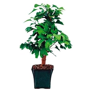 Brussel's Ginkgo Bonsai by 