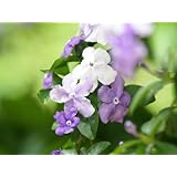 ���i�̏ڍ�