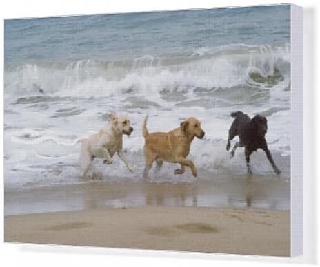 Canvas Artwork of Labrador DOGS - running on beach