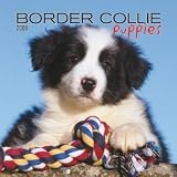 Border Collie Puppies 2008 Mini Wall Calendar