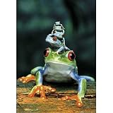 (24x36) Stacked (5 Red Eyed Tree Frogs) Art Poster Print