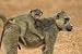Baboon Mother and Infant - 24"W x 16"H - Peel and Stick Wall Decal by Wallmonkeys