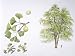 Maidenhair Tree (Ginkgo Biloba) Plant with Flower, Leaf and Seed, Illustration Photographic Poster Print, 24x32