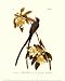 Fork-Tailed Flycatcher - John Woodhouse Audubon Art Print Poster 18 x 24