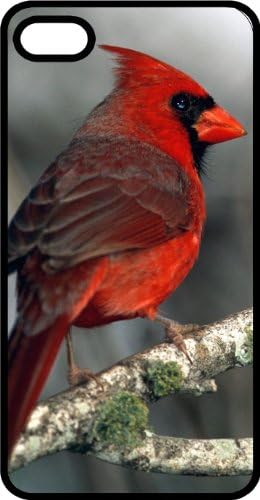 Male Red Cardinal Virginia State Bird Black Rubber Case for Apple iPhone 5 or iPhone 5s