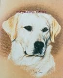 Labrador Retriever - Portrait by Cindy Farmer, Yellow