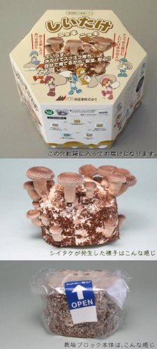 もりのしいたけ農園ミニ しいたけニョキニョキ（送料無料）