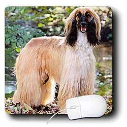 Dogs Afghan - Afghan Hound - Mouse Pads