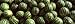 Close-up of Watermelons, Eger, Eastern Hungary Photographic Print by Panoramic Images, 24