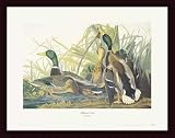 Mallard Duck, Framed Art Print by John James Audubon