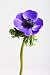 Purple Anemone Flower - 36
