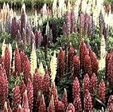 Gallery Mix Lupine 8 Perennial Plants -Lupinus