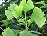Eigenschaften tropical.garden  / Ginkgo Biloba - Ginkgo biloba 5K