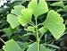 Ginkgo Biloba - Ginkgo biloba 5K