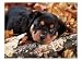 Rottweiler Puppy Photographic Poster Print by Henryk T. Kaiser, 24x18