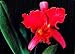 3D Lenticular POSTCARD-ORCHID