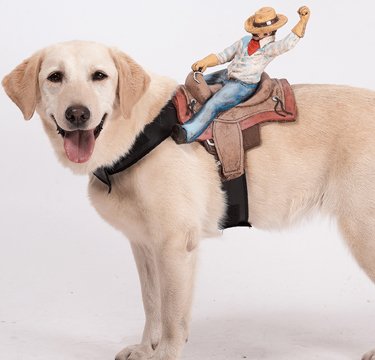 Dog Riders Cowboy Pet Costume