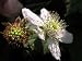 Blackberry and Flower - 36