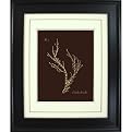 Corals Dorados A Wall Art - 16x20
