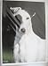 Carol Beuchat Greeting Card Smooth Fox Terrier
