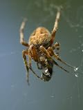 Orb Weaving Spider Feeds on Prey in it's Web Photographic Poster Print by Paul Sutherland - 30x40