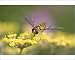 Photographic Prints of FEU-504 Hoverfly - Feeding on Fennel Flowers from Ardea Wildlife Pets