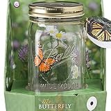 Butterfly in a Glass Jar - Yellow Swallowtail