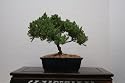 LOU'S BONSAI NURSERY JUNIPER BONSAI TREE IN JAPANESE POT