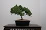 LOU'S BONSAI NURSERY JUNIPER BONSAI TREE IN JAPANESE POT