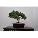 LOU'S BONSAI NURSERY JUNIPER BONSAI TREE IN JAPANESE POT