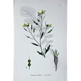 BOTANY PLANTS c1902 SEA RADISH RAPHANUS MARITIMUS