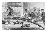 Discovery of Fossil Remains at Leghorn, Tuscany Giclee Poster Print by English School, 24x18